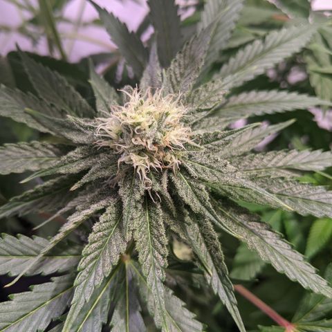 Sour cho growlog timeline photo