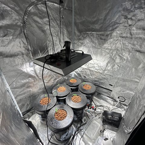 Tent #2 growlog photo: Improving . . . ish