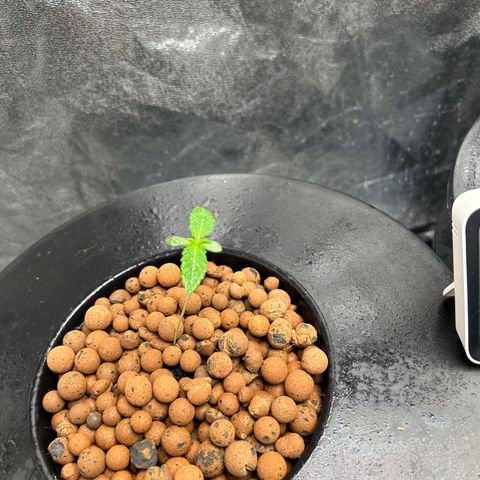 Tent #2 growlog photo: Improving . . . ish