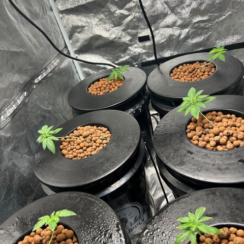 Tent #2 growlog timeline photo