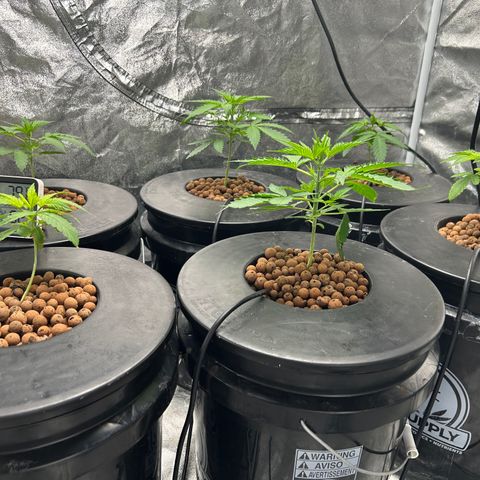 Tent #2 growlog timeline photo