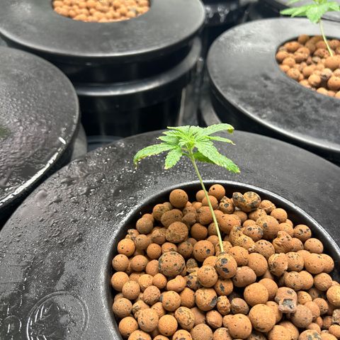 Tent #2 growlog timeline photo
