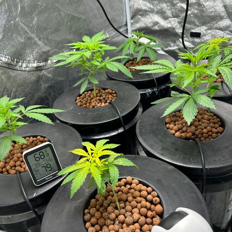 Tent #2 growlog timeline photo