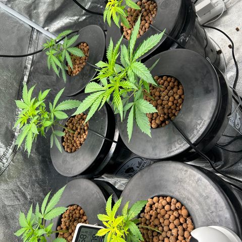 Tent #2 growlog timeline photo