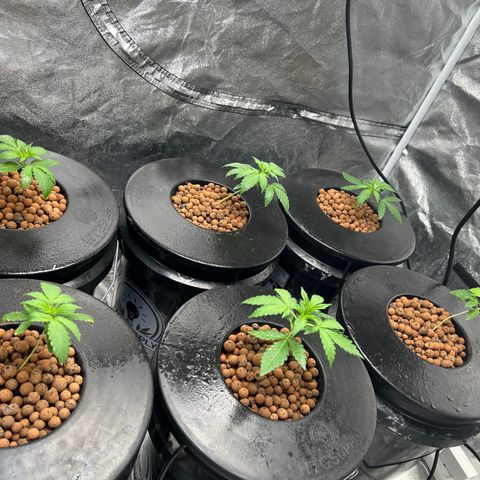 Tent #2 growlog timeline photo