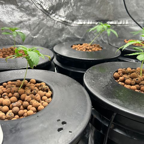 Tent #2 growlog timeline photo