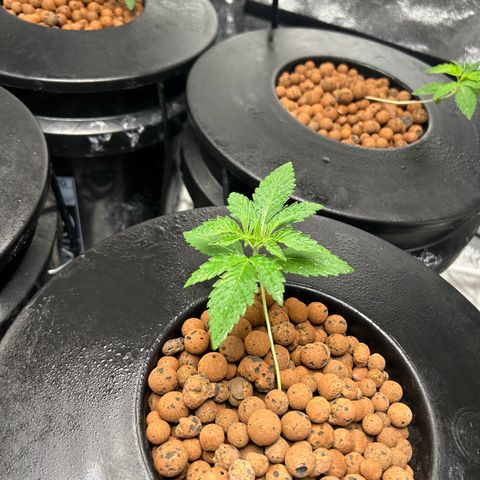 Tent #2 growlog timeline photo
