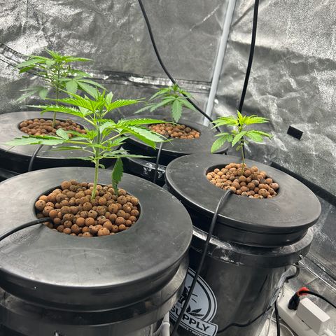 Tent #2 growlog timeline photo
