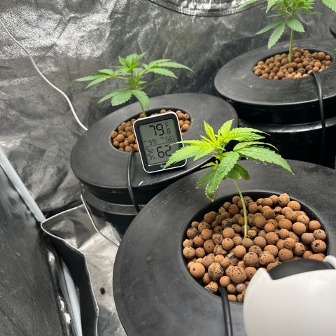 Tent #2 growlog timeline photo