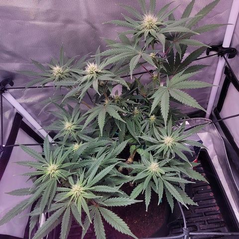Pamela growlog photo: Beginning of the forth week 