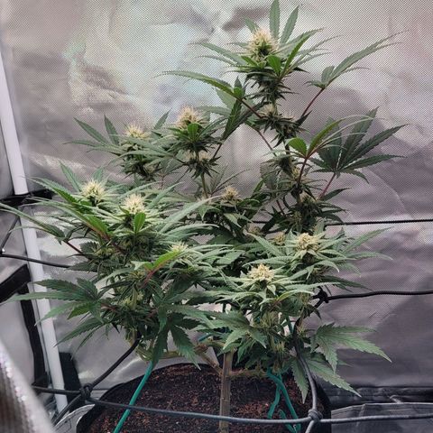 Pamela growlog photo: Start of the 5th week 