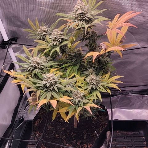 Pamela growlog photo: Beautiful fall colours 😍