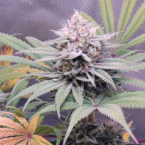 Pamela growlog photo: First Ice Bath 