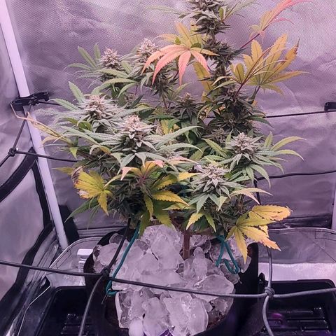 Pamela growlog photo: First Ice Bath 