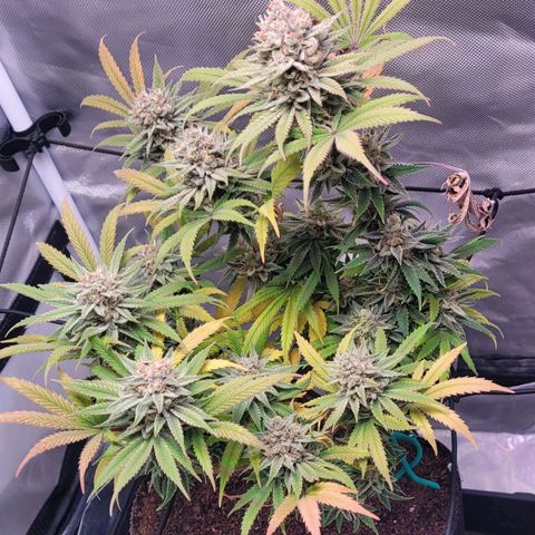 Pamela growlog photo: Almost time to harvest 