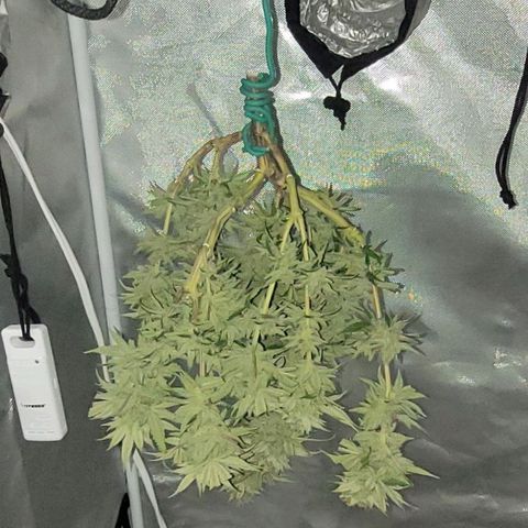 Pamela growlog photo: Freshly cut and manicured 