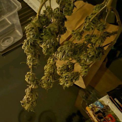 Pamela growlog timeline photo