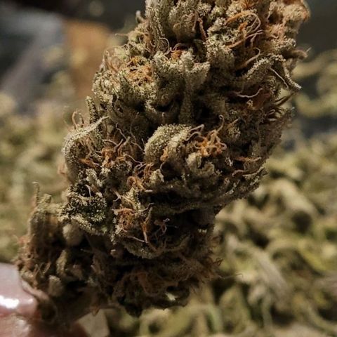 Pamela growlog photo: Placed in tin can at first then found a mason jar a few hours later. Humidity is at 33% with 2 small 62‰ packs 
