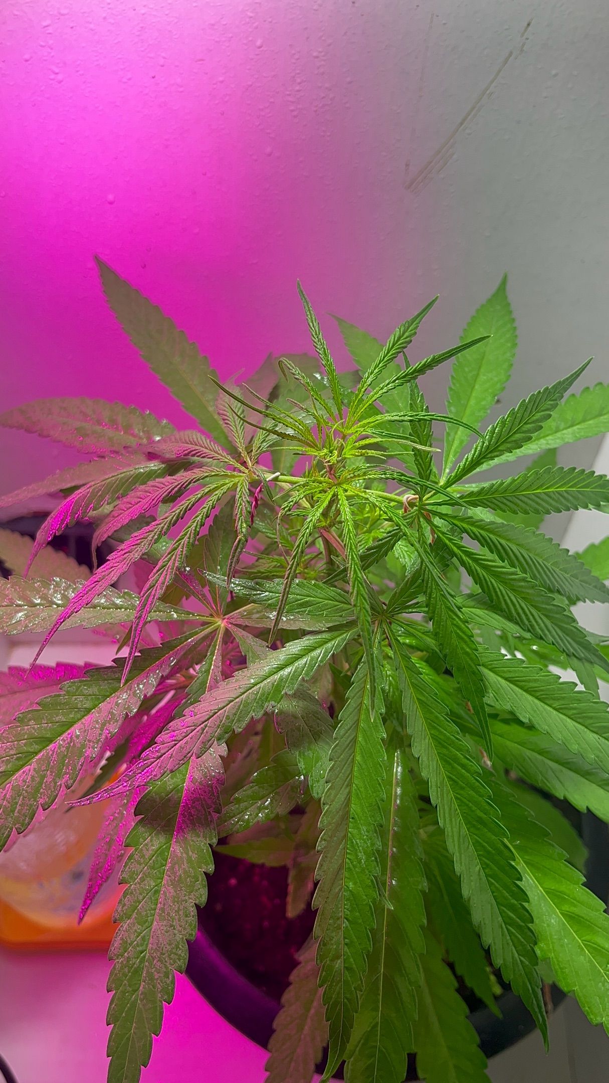 FLOR DE PRENSADO 🌷 growlog header