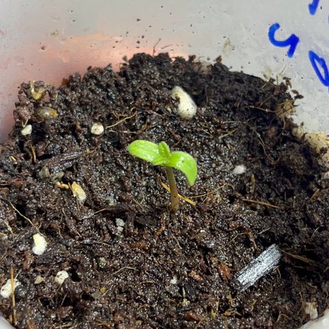 AMNESI-K LEMON growlog timeline photo