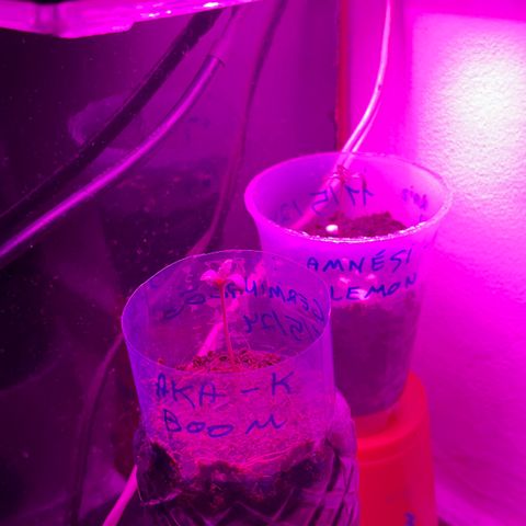 AMNESI-K LEMON growlog timeline photo