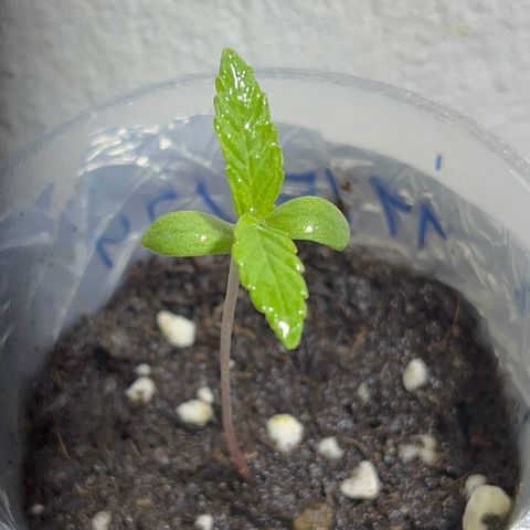 AMNESI-K LEMON growlog timeline photo