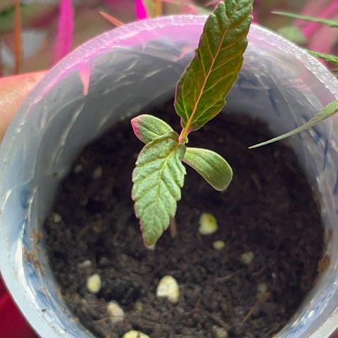 AMNESI-K LEMON growlog timeline photo