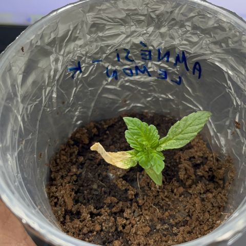 AMNESI-K LEMON growlog photo: Sofreu um acidente, está se recuperando aos poucos... deu algumas travadas