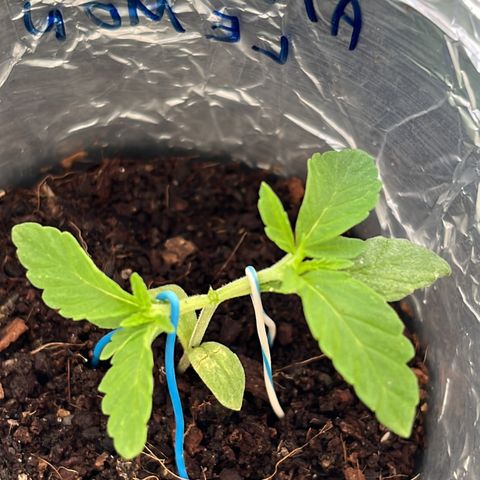 AMNESI-K LEMON growlog timeline photo