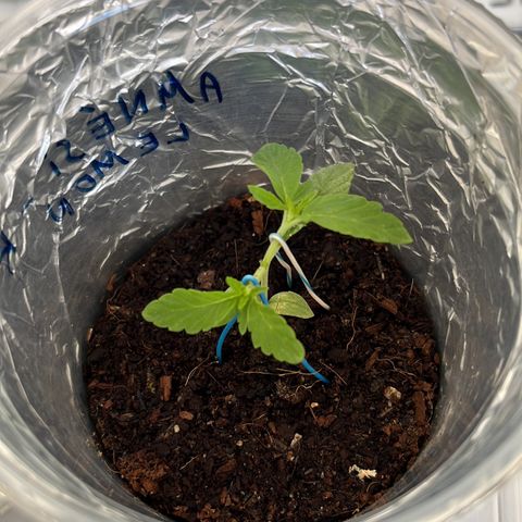 AMNESI-K LEMON growlog timeline photo