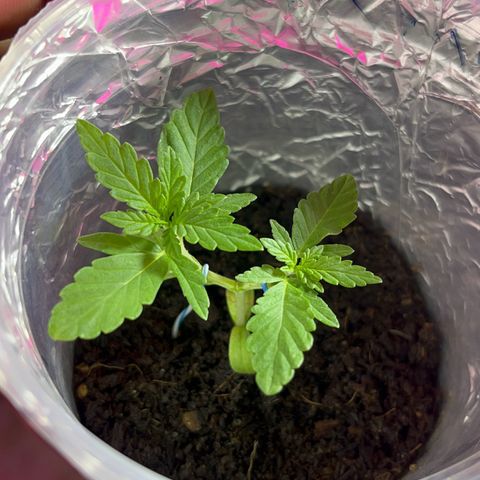 AMNESI-K LEMON growlog timeline photo