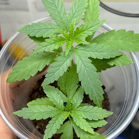 AMNESI-K LEMON growlog timeline photo