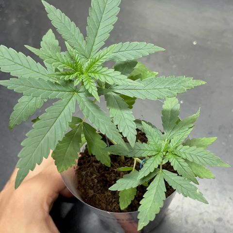 AMNESI-K LEMON growlog timeline photo