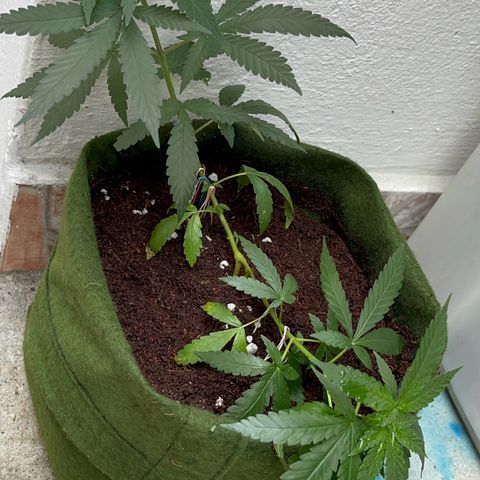 AMNESI-K LEMON growlog photo: FEITO TRANSPLANTE PRA VASO DE 7 LITRO COM SUBTRATO COMPOSTO CON HUMOS DE MINHOCA, FIBRA DE COCO E PERLITA
