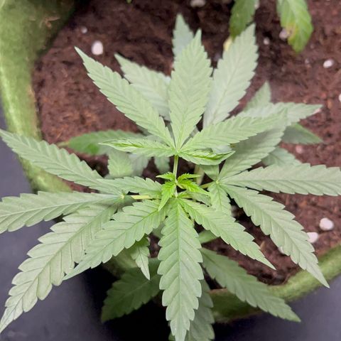 AMNESI-K LEMON growlog timeline photo