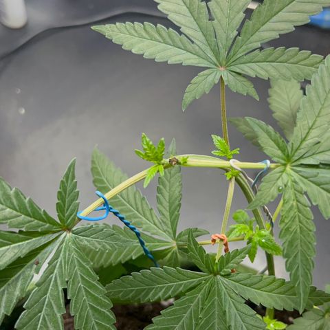 AMNESI-K LEMON growlog photo: PRIMEIRA PODA TOP