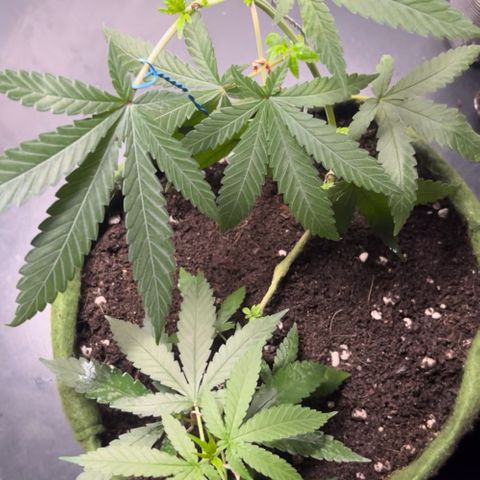 AMNESI-K LEMON growlog timeline photo