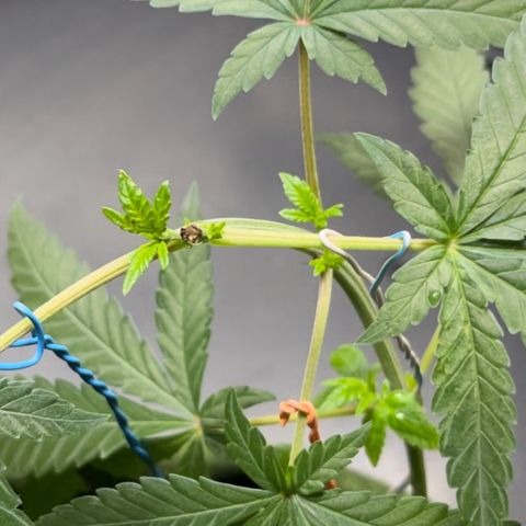 AMNESI-K LEMON growlog timeline photo