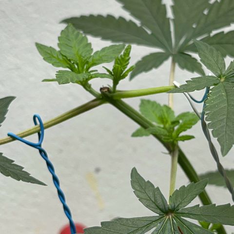 AMNESI-K LEMON growlog timeline photo