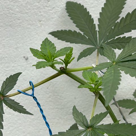 AMNESI-K LEMON growlog timeline photo