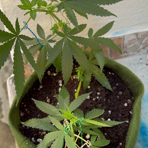 AMNESI-K LEMON growlog timeline photo
