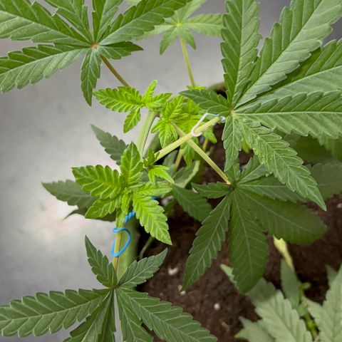 AMNESI-K LEMON growlog timeline photo