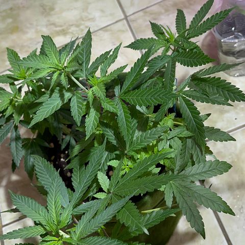 AMNESI-K LEMON growlog timeline photo