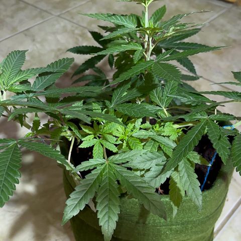 AMNESI-K LEMON growlog timeline photo