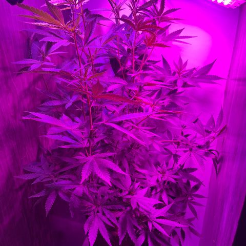 AMNESI-K LEMON growlog photo: PRÓXIMO DE COLOCAR PRA FLORAÇÃO...