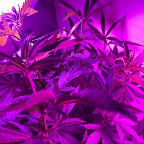AMNESI-K LEMON growlog timeline photo