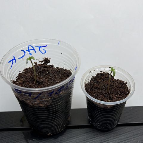Colombian Jack growlog timeline photo
