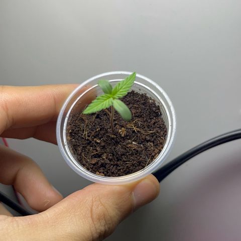 Colombian Jack growlog timeline photo