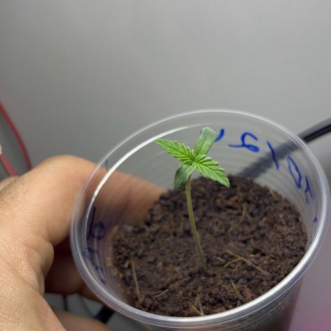 Colombian Jack growlog timeline photo