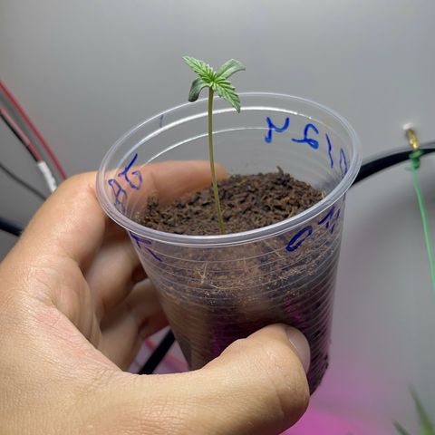 Colombian Jack growlog timeline photo